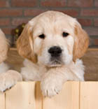 Kultaisennoutajan pennut- 				
		Golden 	retriever puppies